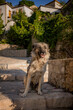 © Mat Rick Photography - A dog in the sun in the coastal village of Dhërmi in Albania.