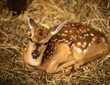 © ADDICTIVE STOCK - Spotted fawn resting on straw at a peaceful farm