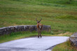© Gabriela - Deer walking away on narrow paved road between stone walls