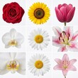 © AliRazaSafdar - Diverse Flower Grid Collage Featuring Rose Sunflower Tulip Orchid Daisy and Lily Blossoms Isolated on White Background.