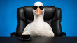 © Ina Krel - Funny goose wearing sunglasses sitting in a black office chair with coffee on a desk. Humorous business image for advertising, social media, posters, branding and corporate concepts.