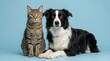 © Senja - A domestic cat and a border collie dog sitting side by side against a blue background.