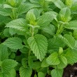 © Alex_Kalin - Fresh green lemon balm leaves growing in an organic garden