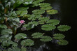 © Ulrich - Seerose 25