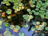 Water lilies scattered in a pond with underwater plants growing