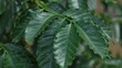 © Chaaim - Coffee leaves green closeup at nursery plantation.
