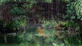 City jungle - Großstadt Jungle