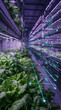 © Mirivox - Green leafy plants growing indoors under purple lights, with glowing data overlays representing modern agriculture and technology.