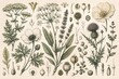 © Chandra - Vintage botanical illustration collection showing various medicinal plants flowers and herbs on beige paper with botanical, illustration