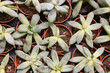 © reddish - Many green succulent plants growing in small plastic pots