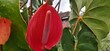 © Dewa Dewi - Vibrant Red Anthurium Flower in Tropical Garden