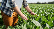© Dropflare - Professional farmer checking green crops in field using digital tablet