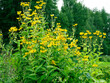 © Marjatta - Elecampane, Horse-heal, Inula helenium, tall medicinal, perennial herb growing in a garden and blooming with bright yellow sunflower-like blossoms, forest trees on a background