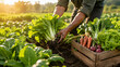 © ardie - Farmer Harvesting Fresh Leafy Vegetables From Sustainable Farm