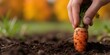 © MT - Person pulling a fresh organic carrot from rich garden soil, harvesting homegrown vegetables for healthy eating and sustainable agriculture concepts