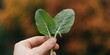 © MT - Person holding fresh green dock leaves in hand with autumn foliage background for nature and botany concepts