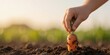 © MT - Child pulling a fresh organic carrot out of the garden soil, representing harvest, healthy eating, and sustainable farming concepts.