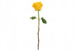© Md - Single vibrant yellow rose with long stem and green leaves