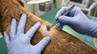 © Виталий Канев - Veterinarian gloved hands removing engorged tick from dog shoulder