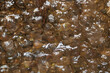© PhotoMet - dettagli di formazioni di ghiaccio trasparente lungo un ruscello ghiacciato in montagna