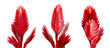 © New Africa - Beautiful red ginger flowers isolated on white, set