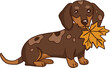 © jenjira - Happy brown dachshund dog holding autumn leaf in mouth, cute domestic pet mammal standing in cheerful fall mood