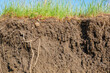 © maribom - Exposed soil profile with grass and plant roots