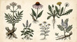 © Putarc - Vintage botanical illustration set of medicinal herbs and wild plant specimens