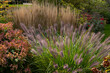 © MOLLY SHANNON  - Pennisetum alopecuroides,  Redhead fountain grass plumes glow in warm autumn sunlight, creating a soft, feathery texture among colorful fall foliage in a lush garden landscape.