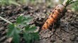 © zokov_111 - A gardener pulls a bright orange carrot from the soil, revealing its vibrant color against the earthy backdrop. Green leaves surround the root, showcasing a fruitful harvest in the warm sunlight.