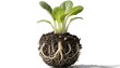© Shohidul - A young plant with roots in the ground isolated with shadow cut out on white background. AI GENERATED.