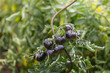 © Jana Krizova - Dark blue indigo black tomatoes growing on spiral support wire in organic garden outdoors agriculture concept close up