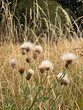 © Fajar - dandelion seed head