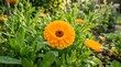 © Nav Stock - Bright orange marigold flowers blooming in a green garden on a sunny day.