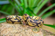 © Vera - A python lies on the ground and on rocks in the wild. A close-up of a boa constrictor on a rock. Snake skin. Reptile.
