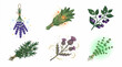 © nunu - A collection of hand drawn watercolor illustrations featuring various medicinal herbs and wild plants.