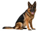 © Ibrian - Alert German Shepherd dog sitting attentively, isolated on transparent background