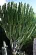 © Bartomiej Kamiński - Giant Euphorbia ingens candelabra tree succulent plant outdoor