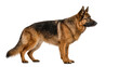 © Sorin - Majestic German Shepherd dog standing alert, isolated on transparent background