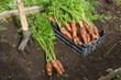 © Viktoriya - Carrots are dug out of the ground during harvest.