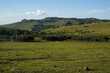 © Pan - Grassy hills and dense forest under clear blue sky
