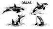 © Irtiko - Hand drawn vector illustration featuring active orcas swimming in water