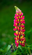 © Travel 'n' Lifestyle - View of a vibrant pink and yellow lupine flower blooming in the Garfagnana region, Provincia di Lucca, Toscana, Italy.