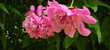 © Alena - Close‑up of blooming pink peonies with layered petals and dark green foliage. Vibrant summer garden scene highlighting ornamental beauty and floral elegance