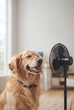 © spyrakot - Happy golden retriever enjoying cool breeze from electric fan indoors