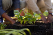 © Wavebreak Media - African American couple kneeling planting seedlings in black tray in garden with wristwatch