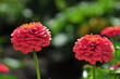 © Marina P. - Close up of vibrant red zinnia flowers blooming on tall stems in a garden. Ornamental horticulture concept featuring colorful summer flowers, pollinator habitat, and natural garden beauty