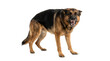 © Ms Vector - Angry german shepherd dog showing teeth isolated on transparent background