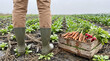 © MehediHasan - Farmer in muddy boots stands by crate of fresh carrots and radishes in field garden agriculture fresh produce