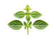 © Shihab - Fresh green basil herb plant isolated on transparent background